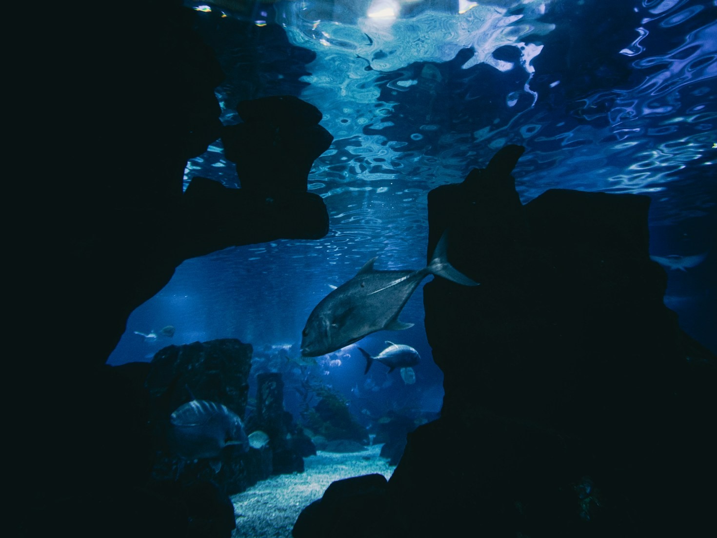 Den ultimative guide til akvariebelysning